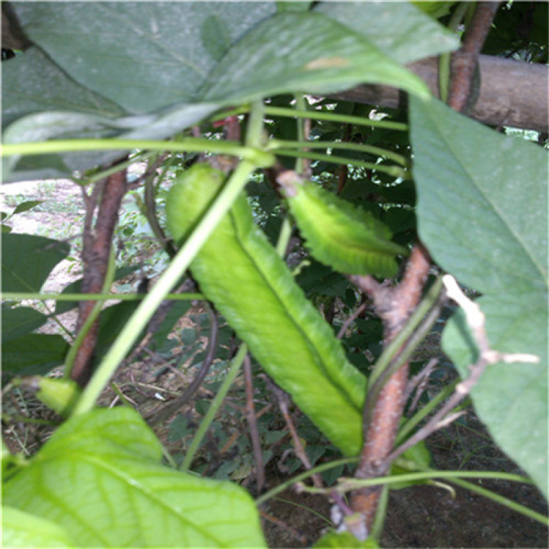 四棱豆种子杨桃豆四角豆翼豆种子种植容易春夏秋播种健蔬