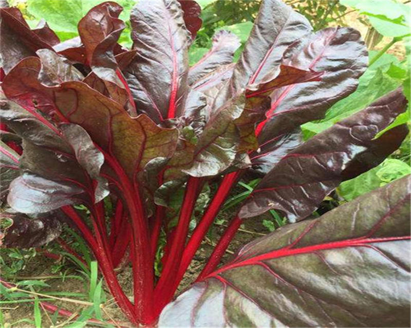 红甜菜种子血头菜根达菜种子高产红叶甜菜种子观赏红牛皮菜