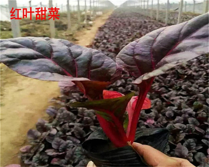 红甜菜种子血头菜根达菜种子高产红叶甜菜种子观赏红牛皮菜