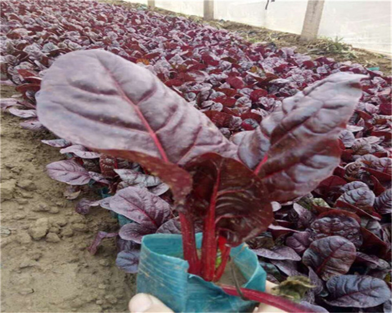 红甜菜种子血头菜根达菜种子高产红叶甜菜种子观赏红牛皮菜