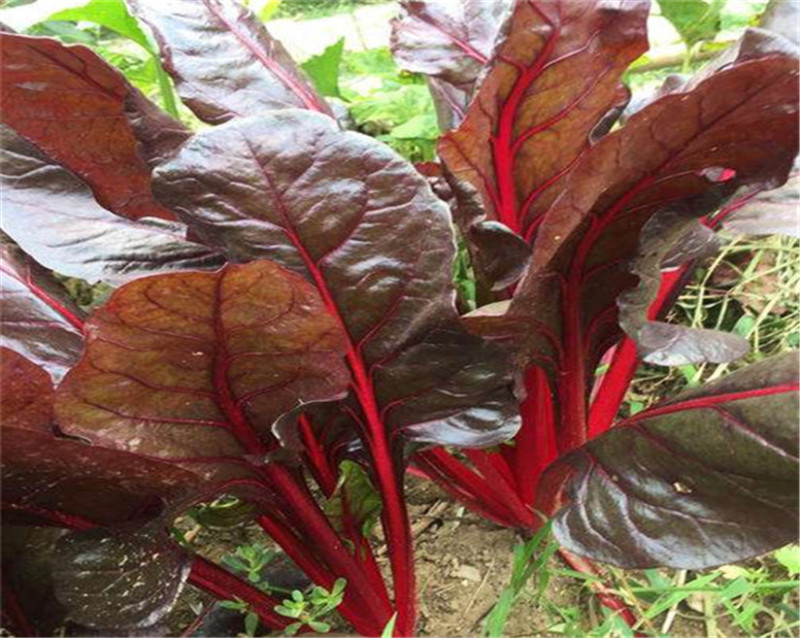 红甜菜种子血头菜根达菜种子高产红叶甜菜种子观赏红牛皮菜