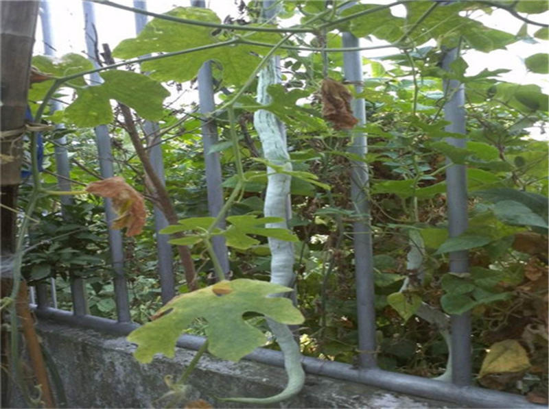 特长蛇豆种子蛇瓜种子春夏季爬藤庭院瓜种