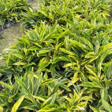 花叶良姜花叶良姜基地供应花叶良姜价格优惠