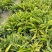 花叶良姜花叶良姜基地供应花叶良姜价格优惠