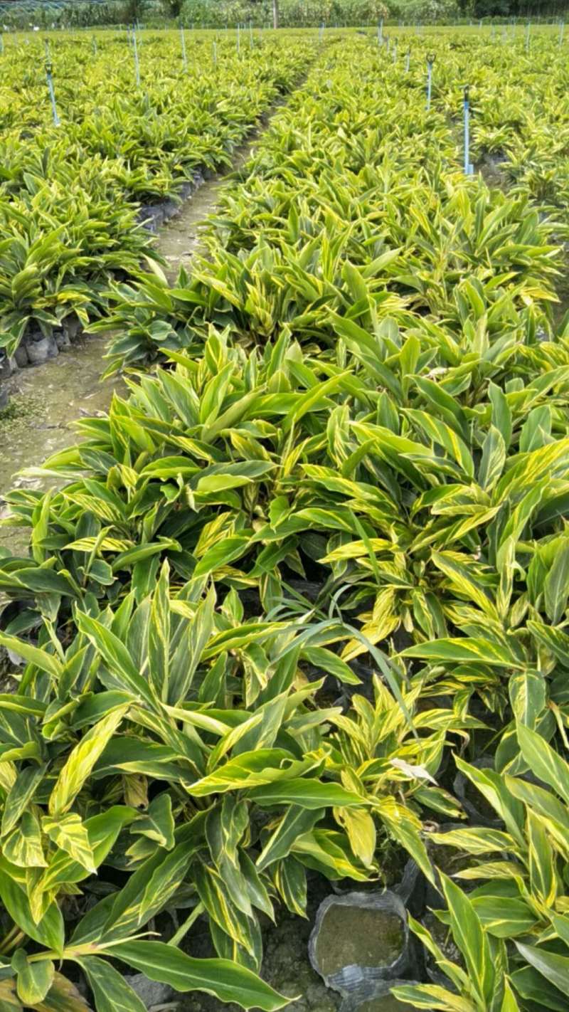 花叶良姜花叶良姜基地供应花叶良姜价格优惠