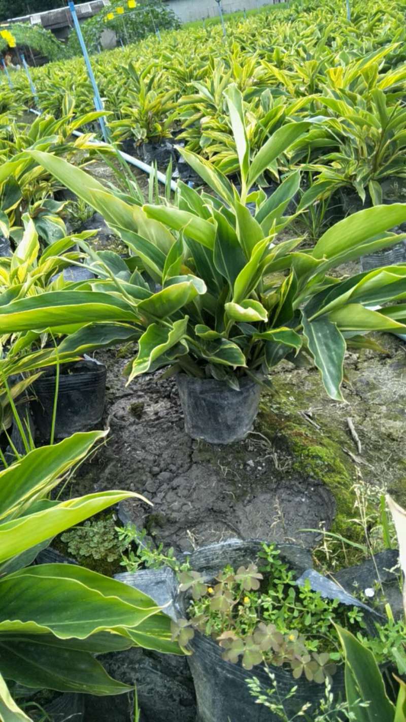 花叶良姜花叶良姜基地供应花叶良姜价格优惠