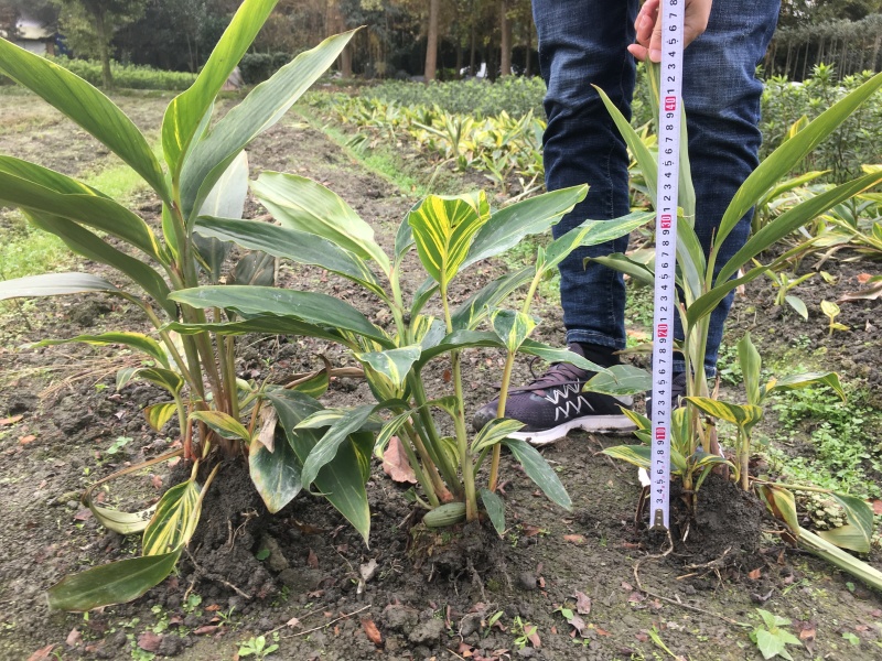 花叶良姜花叶良姜基地供应花叶良姜价格优惠