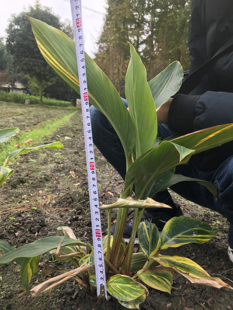 花叶良姜花叶良姜基地供应花叶良姜价格优惠