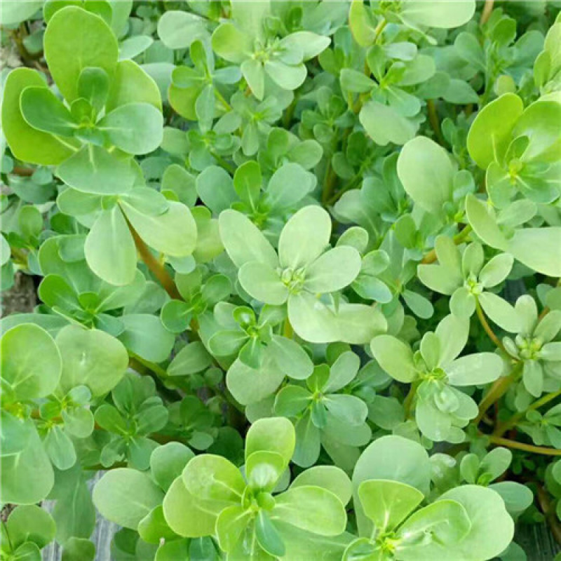 荷兰马齿苋种子长寿菜种子野生直立生长野菜蚂蚱菜种子高产