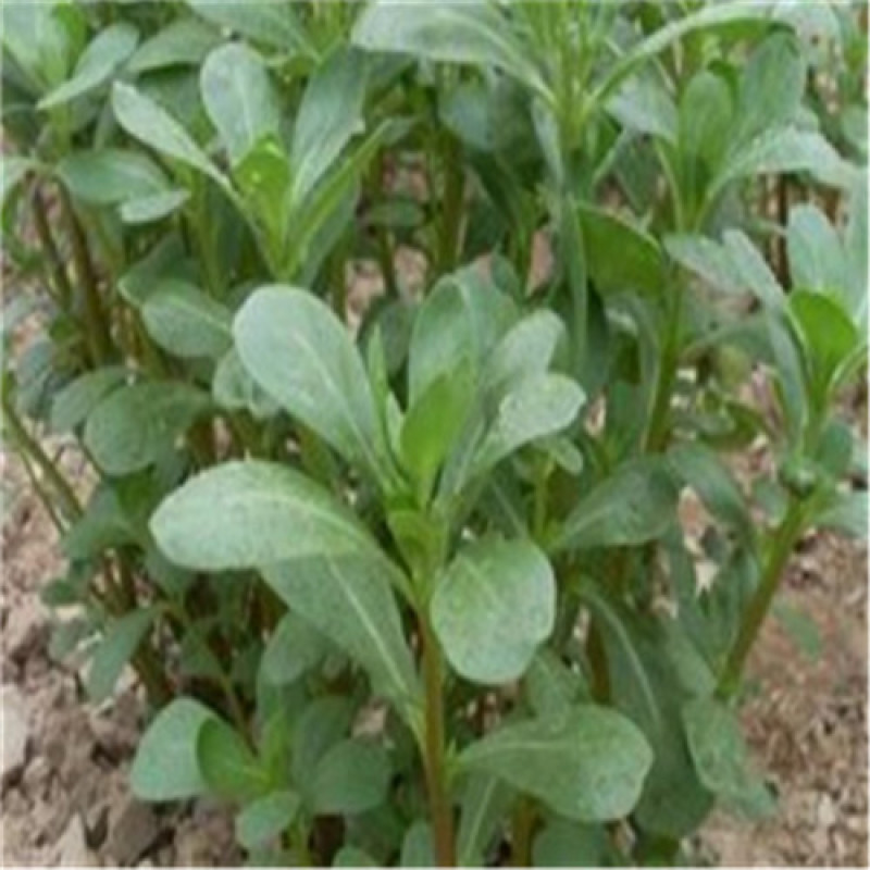 荷兰马齿苋种子长寿菜种子野生直立生长野菜蚂蚱菜种子高产