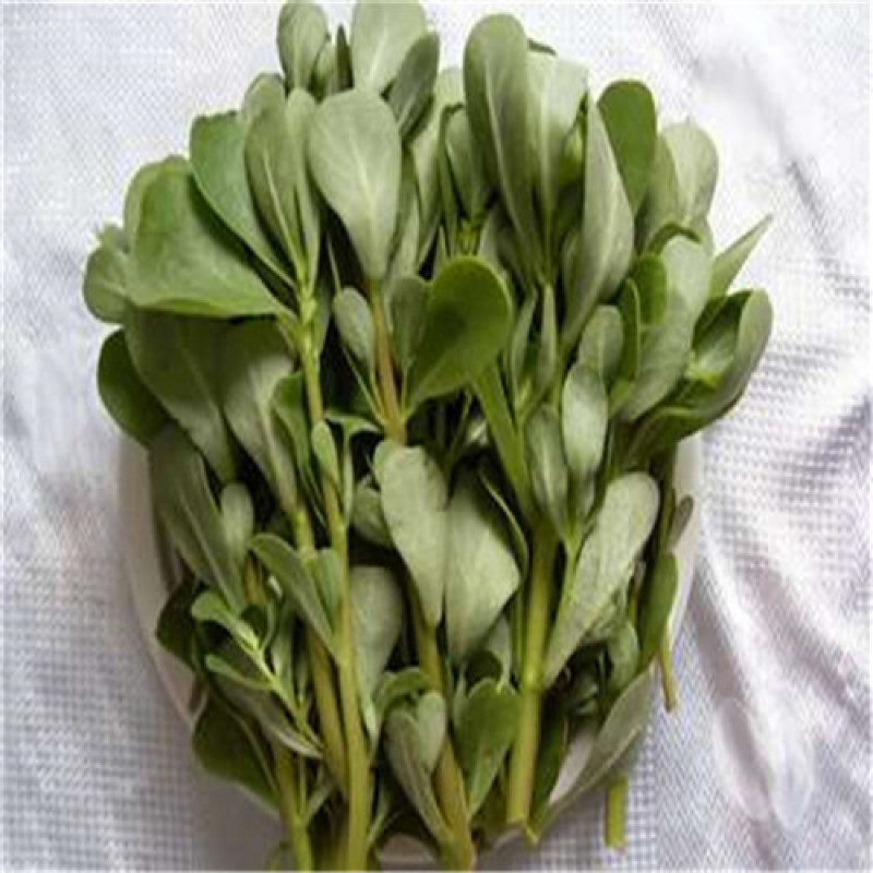 荷兰马齿苋种子长寿菜种子野生直立生长野菜蚂蚱菜种子高产