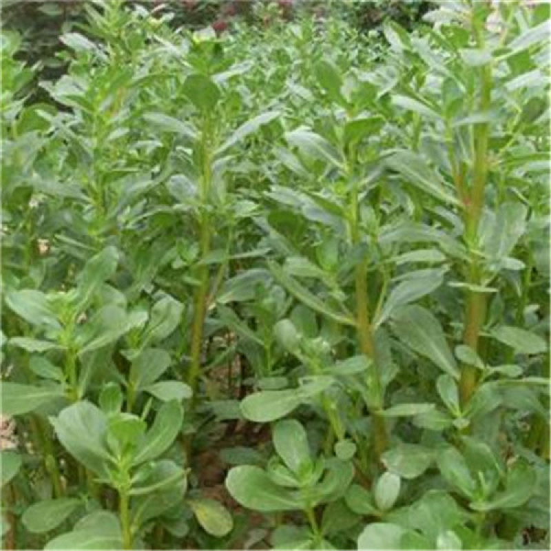 荷兰马齿苋种子长寿菜种子野生直立生长野菜蚂蚱菜种子高产