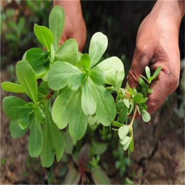 荷兰马齿苋种子长寿菜种子野生直立生长野菜蚂蚱菜种子高产
