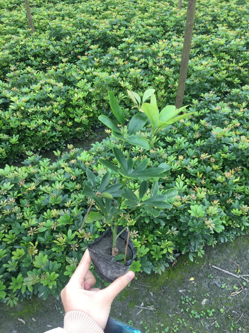 成都供应精品鸭脚木0.6元起鸭脚木地苗杯苗供应