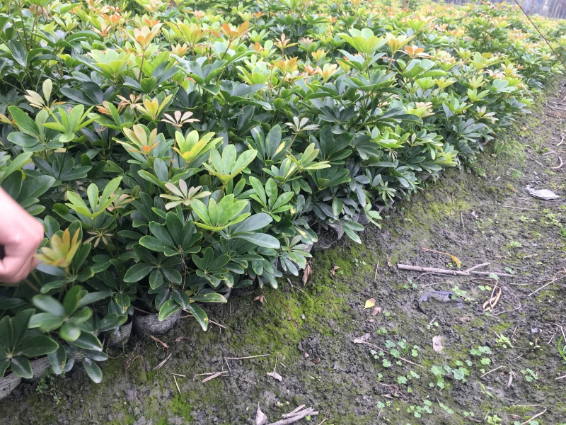成都供应精品鸭脚木0.6元起鸭脚木地苗杯苗供应