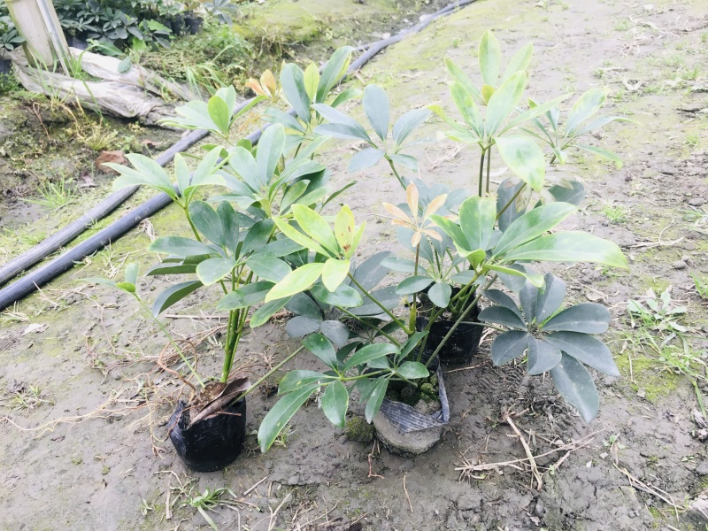 成都供应精品鸭脚木0.6元起鸭脚木地苗杯苗供应