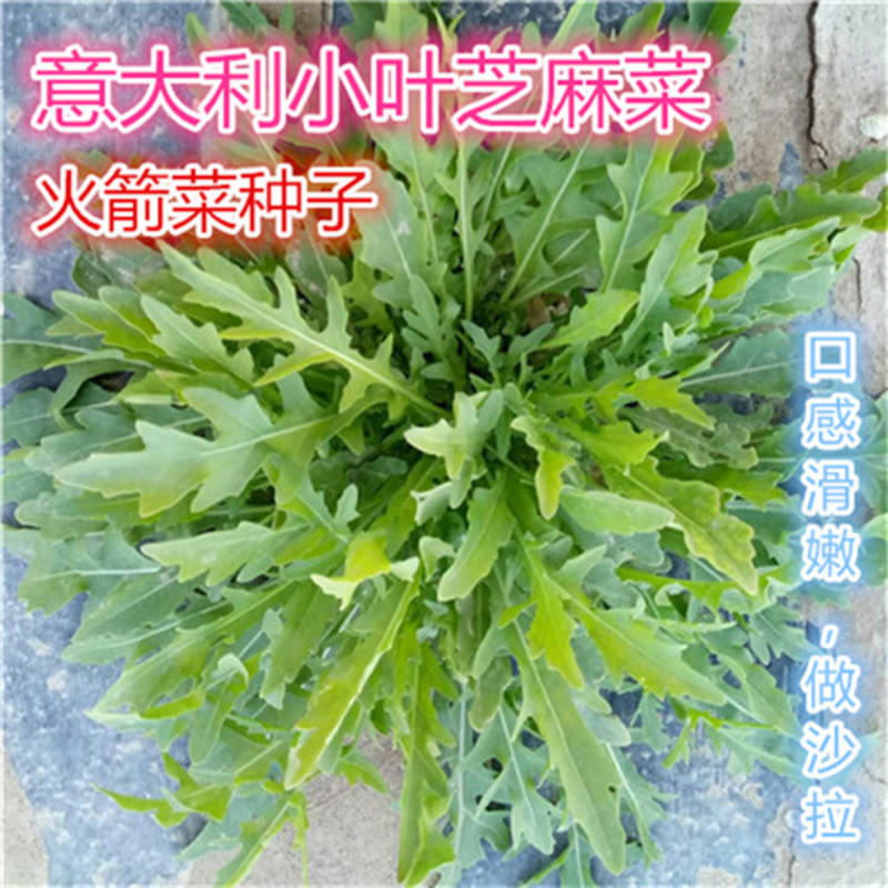小叶芝麻菜种子进口火箭菜种子高产基地大田特菜发芽率高