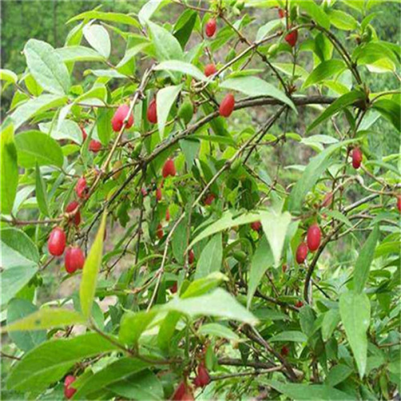 健身果种苗无核杈杷果苗产量成活率高相思果种苗基地