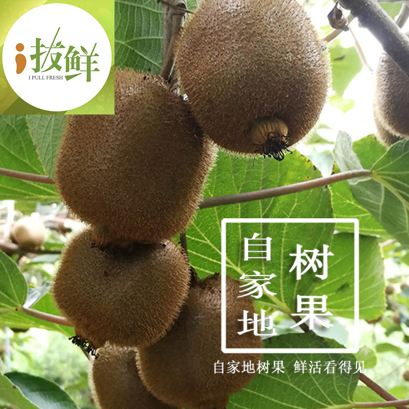 徐香绿心猕猴桃陕西原产地现摘直供支持一件代发