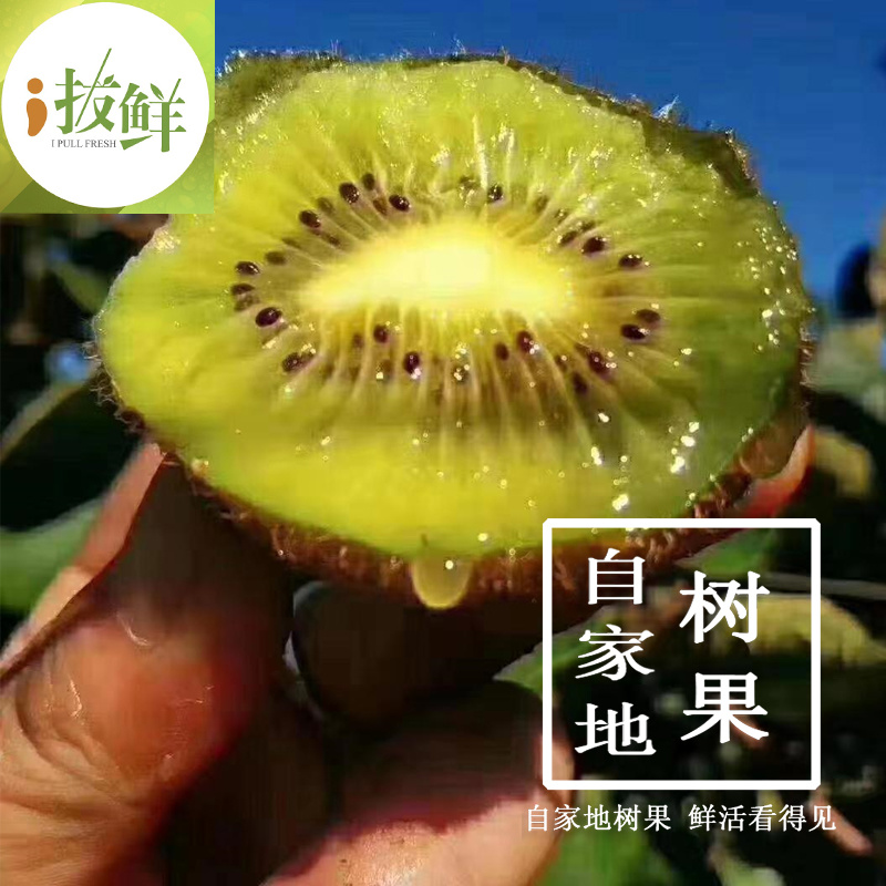 徐香绿心猕猴桃陕西原产地现摘直供支持一件代发