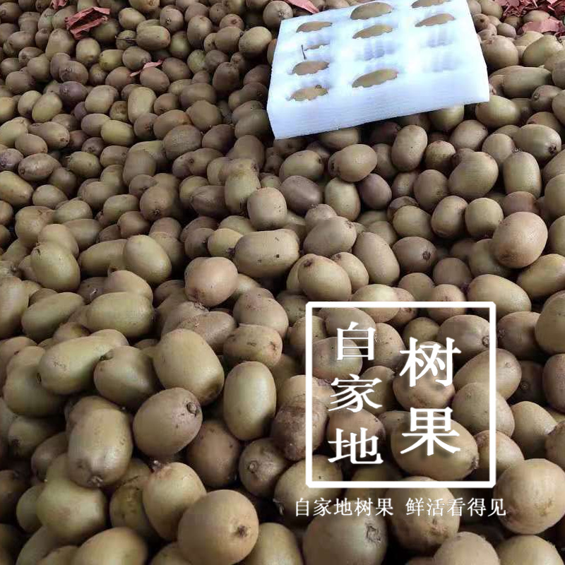 徐香绿心猕猴桃陕西原产地现摘直供支持一件代发