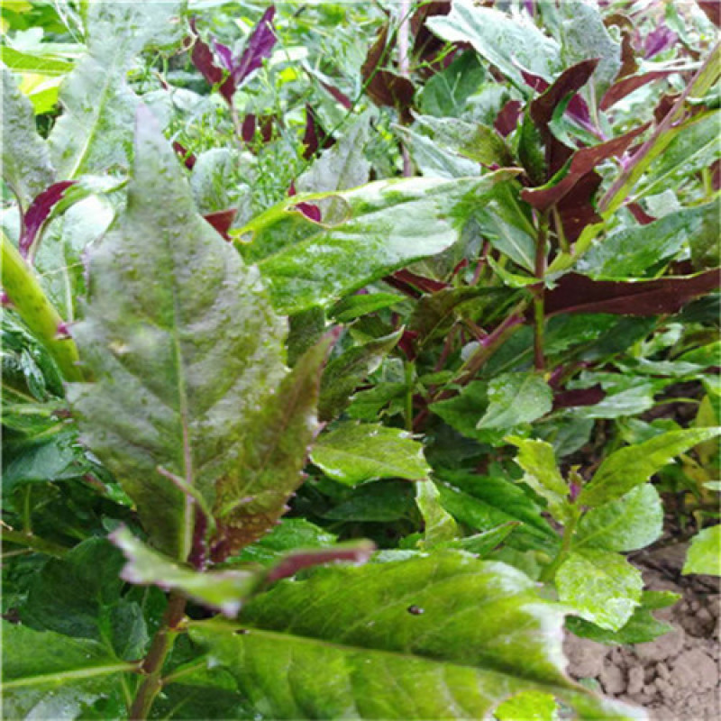 紫背天葵种苗紫色蔬菜紫背菜苗耐热成活率高