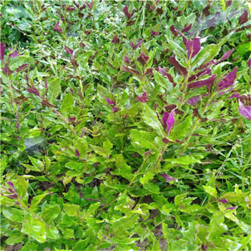 紫背天葵种苗紫色蔬菜紫背菜苗耐热成活率高