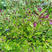 紫背天葵菜种苗观音菜红凤菜血皮菜根阳台盆栽蔬菜四季