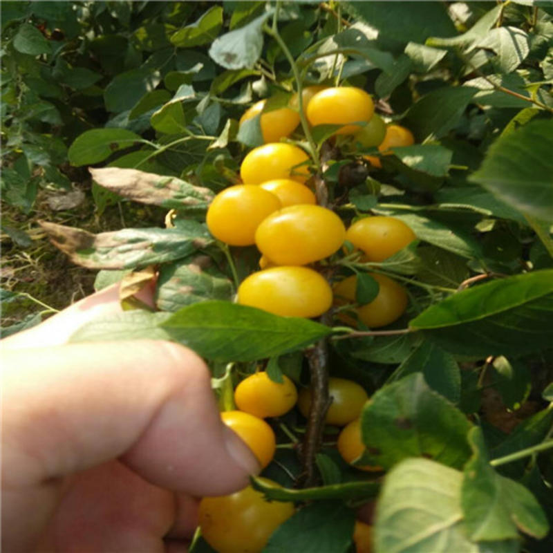 第三代钙果种苗中华农大7.8.9红黄种苗基地欧李种苗