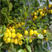 第三代钙果种苗中华农大7.8.9红黄种苗基地欧李种苗