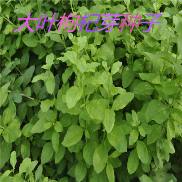叶用枸杞苗大叶菜用枸杞种苗高产枸杞芽苗无刺枸杞苗食用