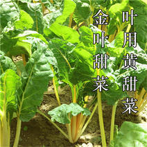 黄甜菜种子四季大田金叶甜菜种子高产叶用甜菜种子