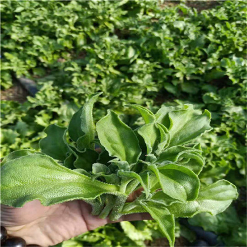冰菜苗营养爽脆非洲冰草种子高产大田用苗保成活水晶冰菜种子