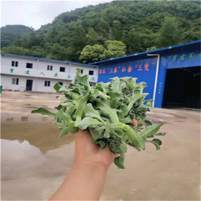 冰菜苗营养爽脆非洲冰草种子高产大田用苗保成活水晶冰菜种子