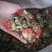 藏红花产地直销大量现货价格美丽品质保证
