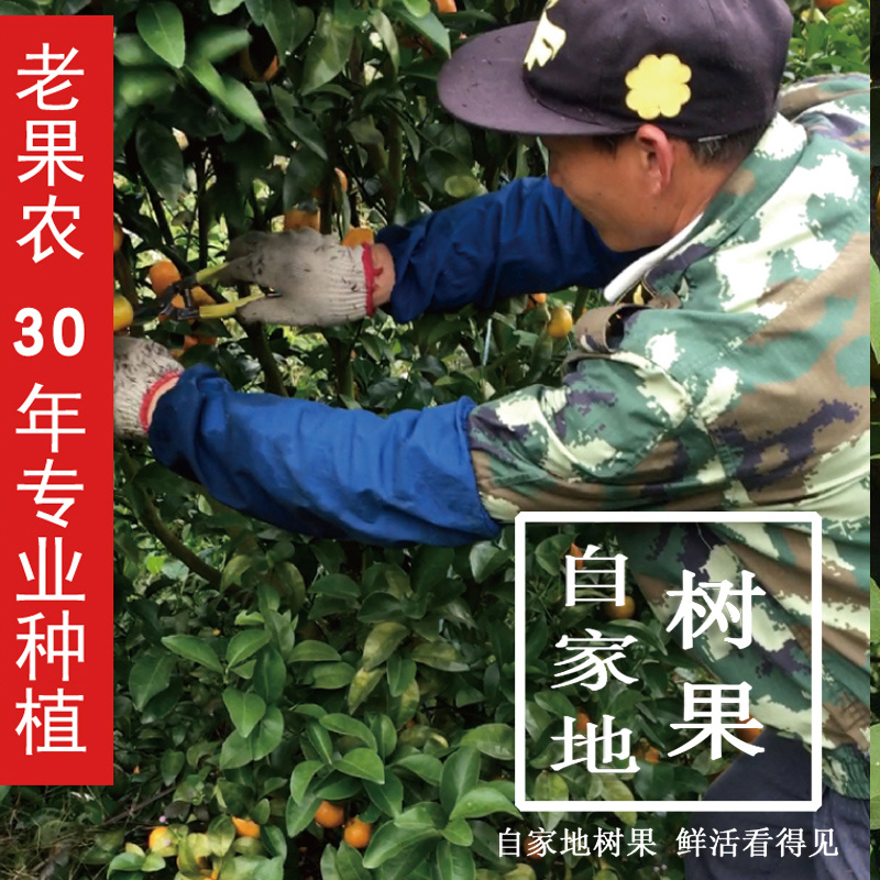 广西砂糖橘现摘现发蜜桔超级甜原产地直供