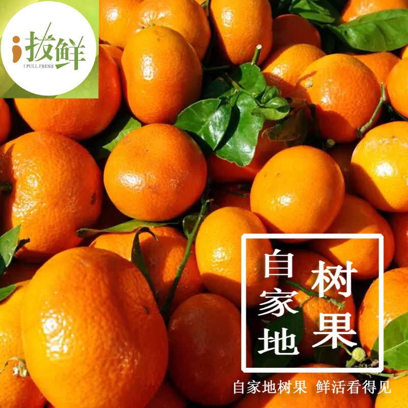 广西砂糖橘现摘现发蜜桔超级甜原产地直供