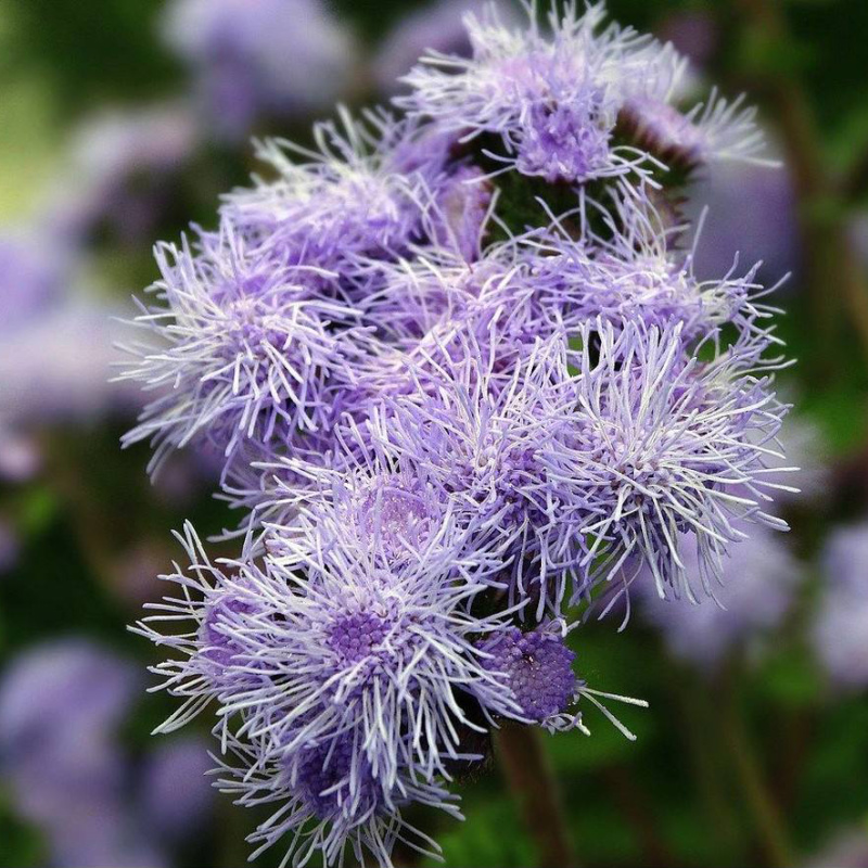 藿香蓟种子蓝花冠花卉种子盆栽景观绿化量大优惠