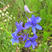 千鸟草种子小飞燕草蓝色花卉种子园林景观花海工程绿化