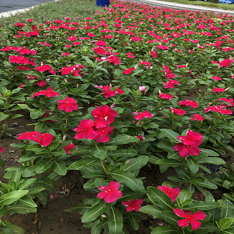长春花种子多年生花卉种子庭院阳台景观绿化种植