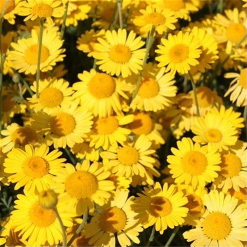 日光菊种子景观花海草花赛菊芋宿根盆栽花籽耐寒耐阴花期长