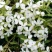 肥皂草种子多年生肥皂草籽肥皂草种子石碱花籽种子