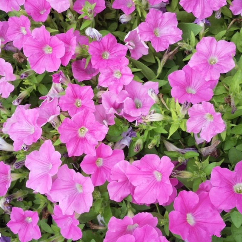 麦仙翁种子耐旱花海麦毒草花期长四季播种庭院景观花卉种