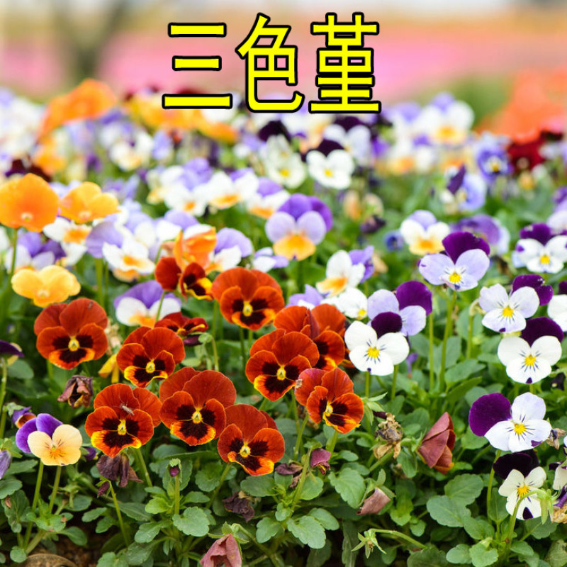 花种子三色堇种子阳台盆栽花卉种子春秋播景观绿化