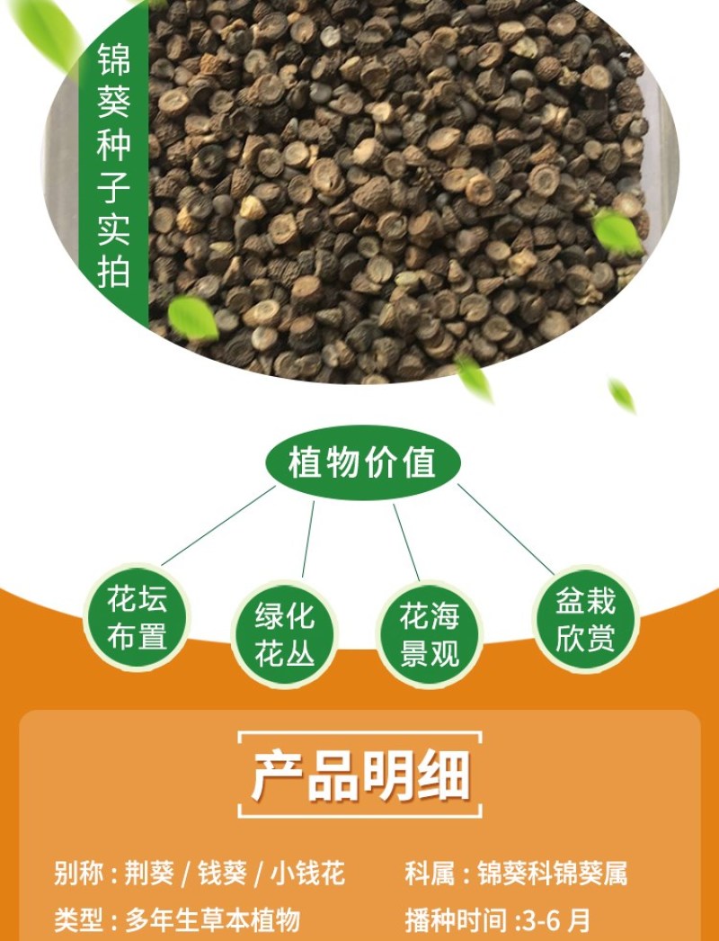 锦葵种子耐寒耐旱多年生花卉种子景观绿化庭院种植