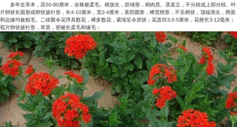剪秋罗种子花海景观花海专用草花种籽大花剪秋罗种子多年生草