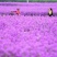 蓝香芥种子