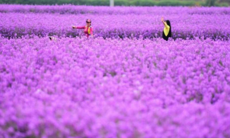 蓝香芥种子