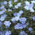 蓝花亚麻种子盆栽垂吊植物庭院花园阳台花卉种子春播草花种子