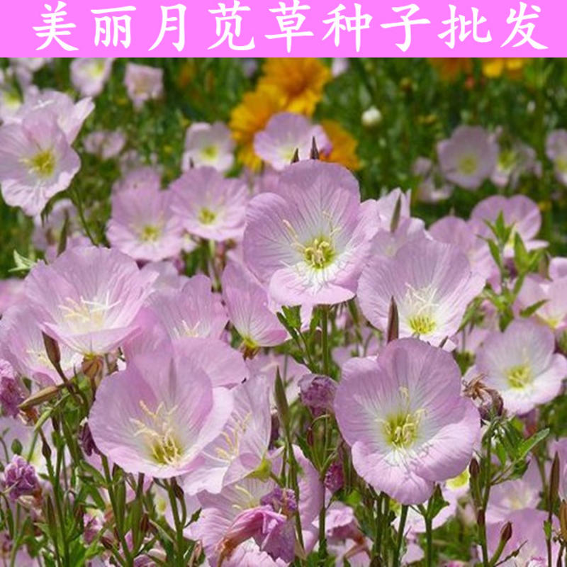 耐旱耐热花期长自身繁殖强美丽月苋草种子月见草花种子四季种